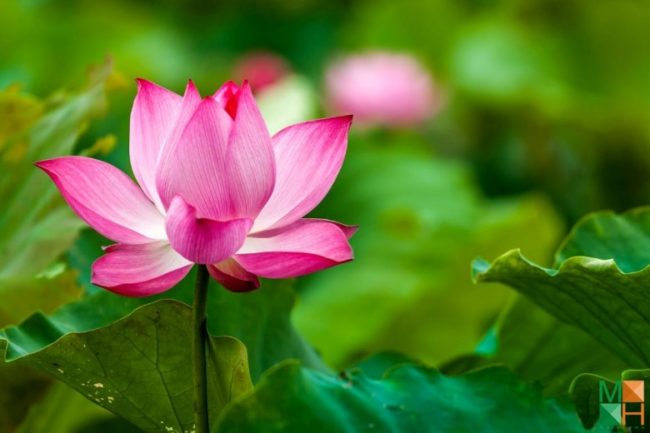 Những bộ váy múa sen có gì đặc biệt? ảnh 1 Những bộ váy múa sen có gì đặc biệt? ảnh 1
